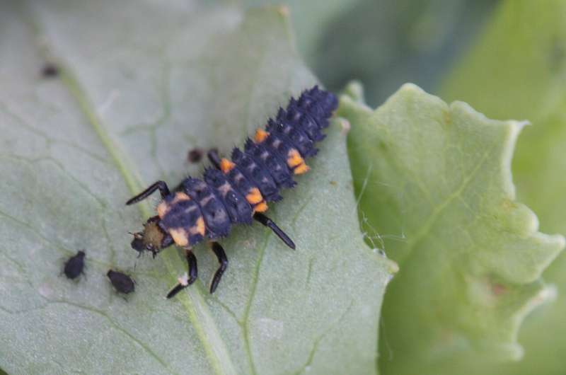 Farmland weeds help to combat pests