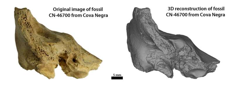 First case of Down syndrome in Neandertals documented in new study