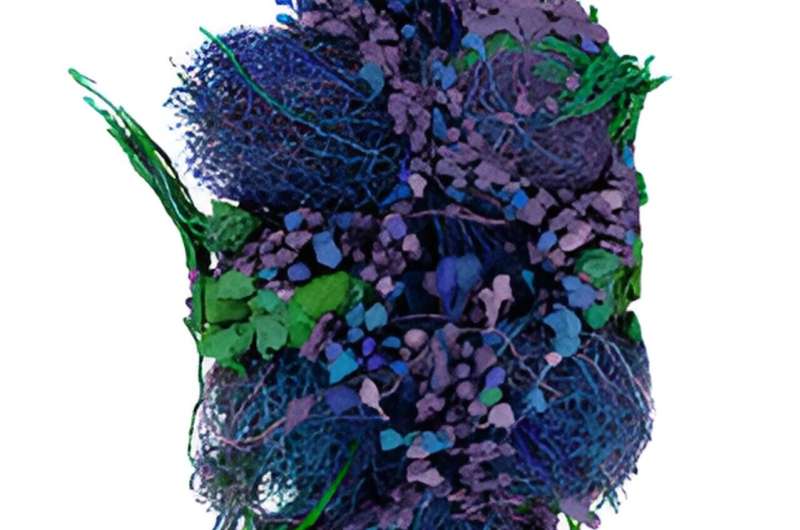 From takeoff to flight, the wiring of a fly's nervous system is mapped