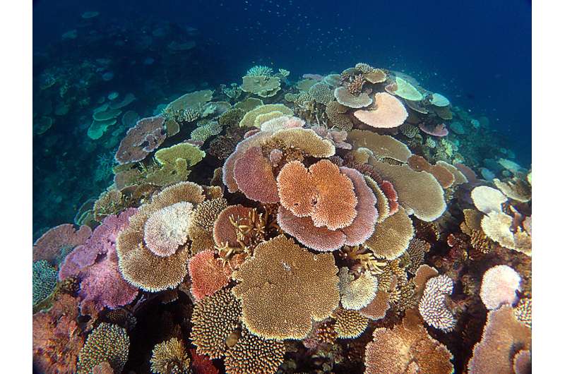 Future risk of coral bleaching set to intensify globally