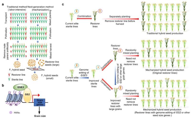 Genetic editing of ideal small grain size genes enables fully mechanized hybrid rice breeding