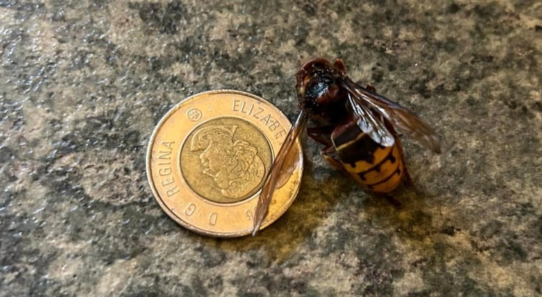 A hornet pictured next to a toonie.