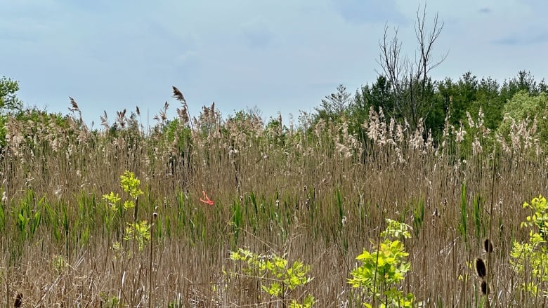 A landscape shot of reeds growing densely together. 