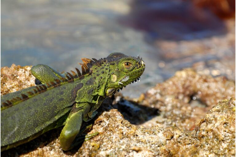 Humans Are Helping Invasive Species Spread at Alarming Speeds