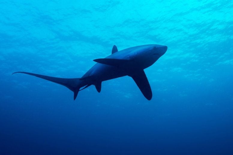 Thresher Shark