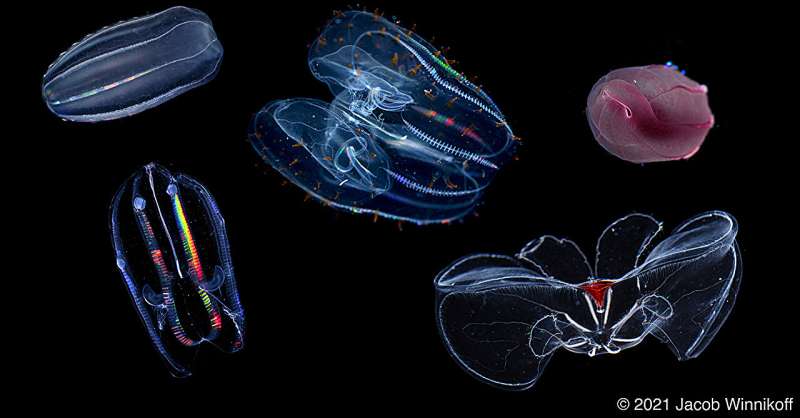 Under pressure: How comb jellies have adapted to life at the bottom of the ocean