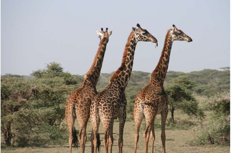 giraffes