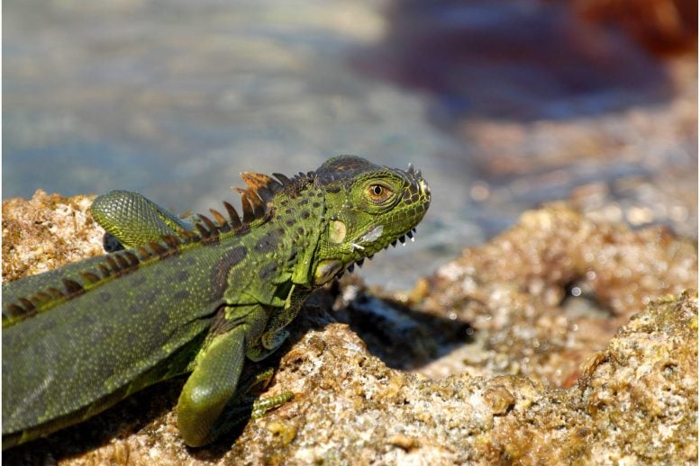 Green Iguana Invasive Speices