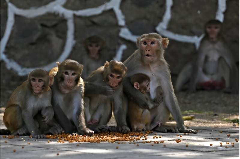 Swaths of northern India are gripped by a heatwave, hitting humans as well as wildife including monkeys. Here, monkeys sit on a roadside in India's capital New Delhi in 2023