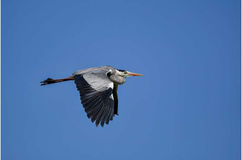 heron