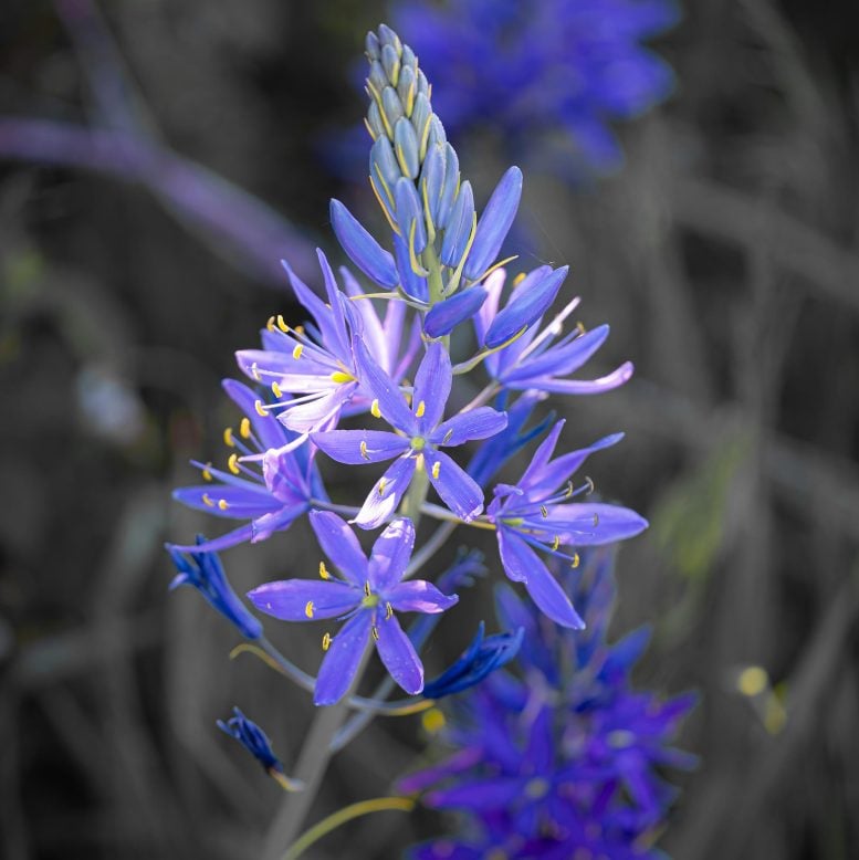 Camas Flowers in the Willamette Valley