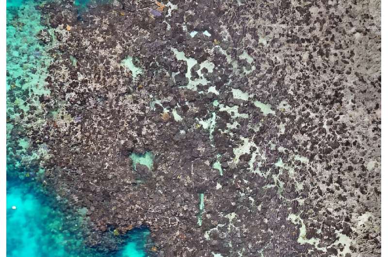 New drone imagery reveals 97% of coral dead at a Lizard Island reef after last summer's mass bleaching