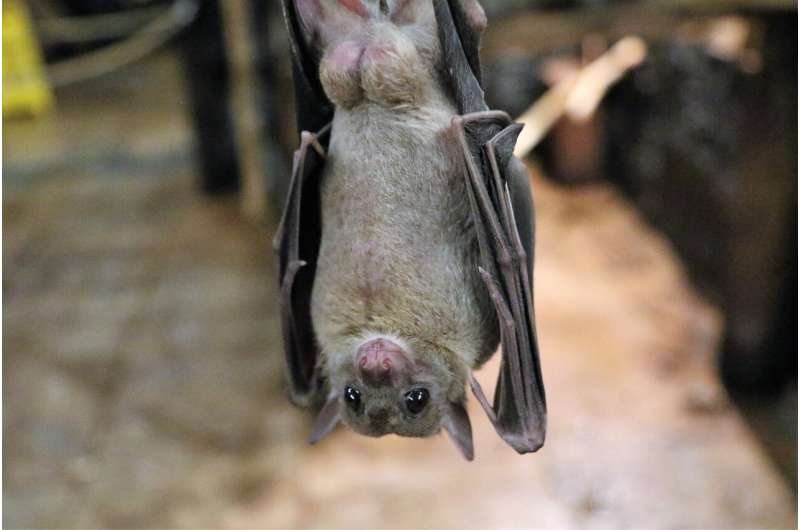 Dayak fruit bat