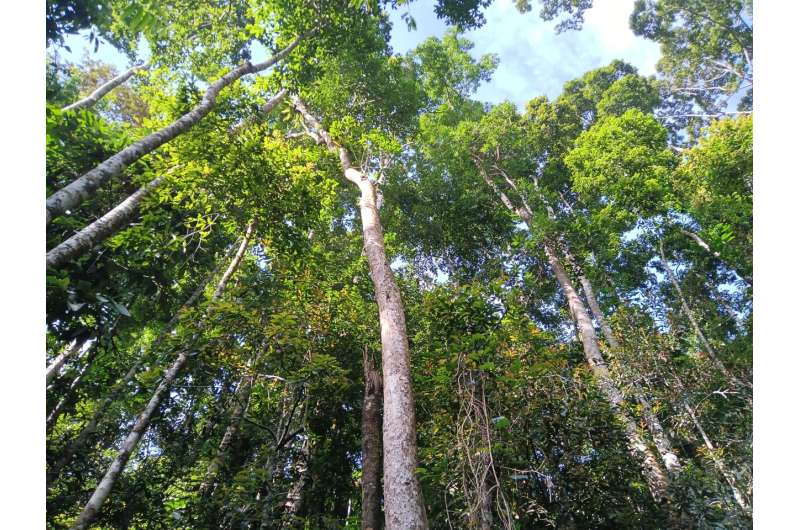 Phytochemical diversity and herbivory are higher in tropical forests: Study