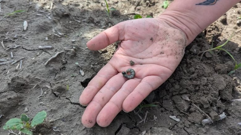 Hand carrying cutworm