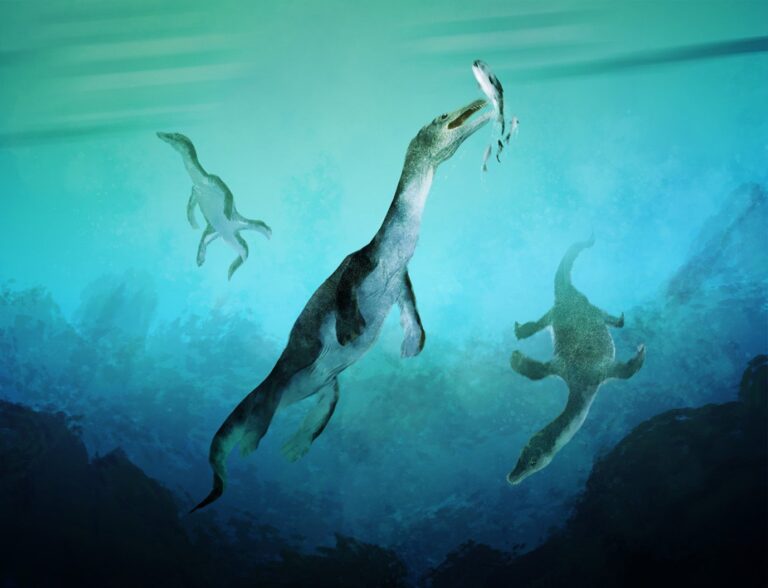 Oldest Sea Reptile Fossil in the Southern Hemisphere Discovered in New Zealand