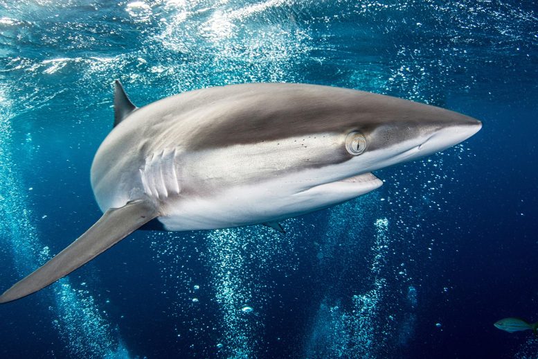 Silky Shark Swim By