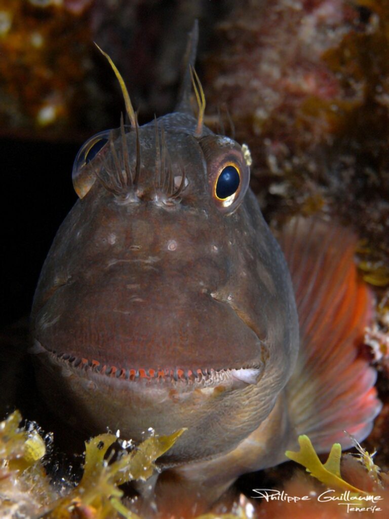 Scientists Discover “Invisible” Fish Parasite Hidden in Fish Across the Globe