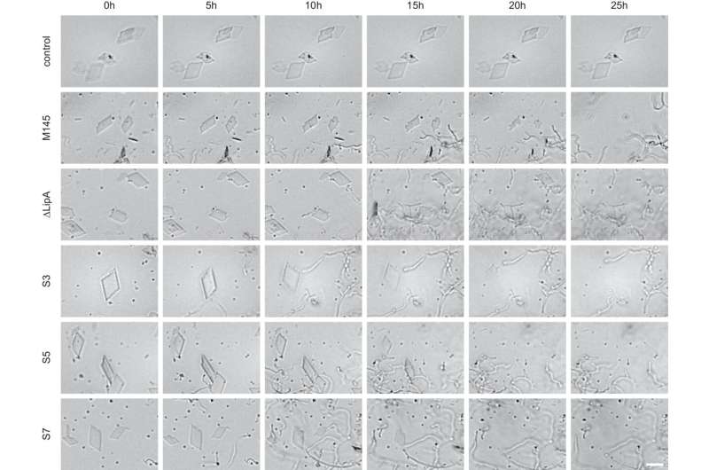 Researcher discovers 1 in 5 bacteria can break down plastic