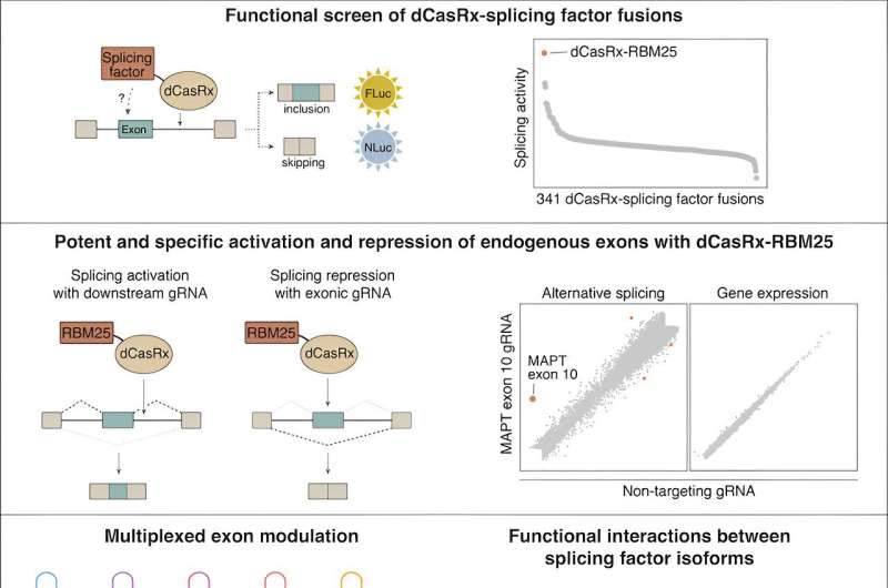 Researchers develop RNA-targeting technology for precisely manipulating parts of human genes