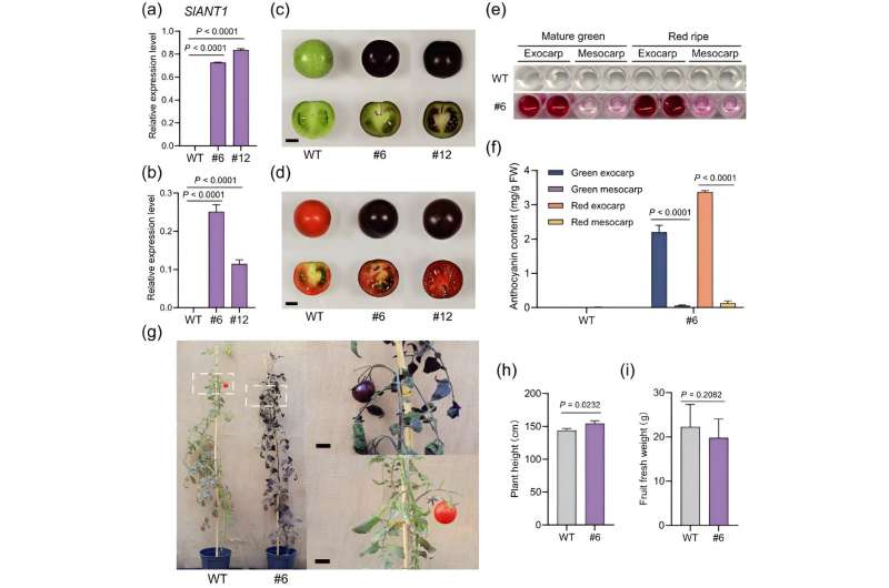 Tomato skin secrets unlocked: a genetic leap for enhanced crop performance