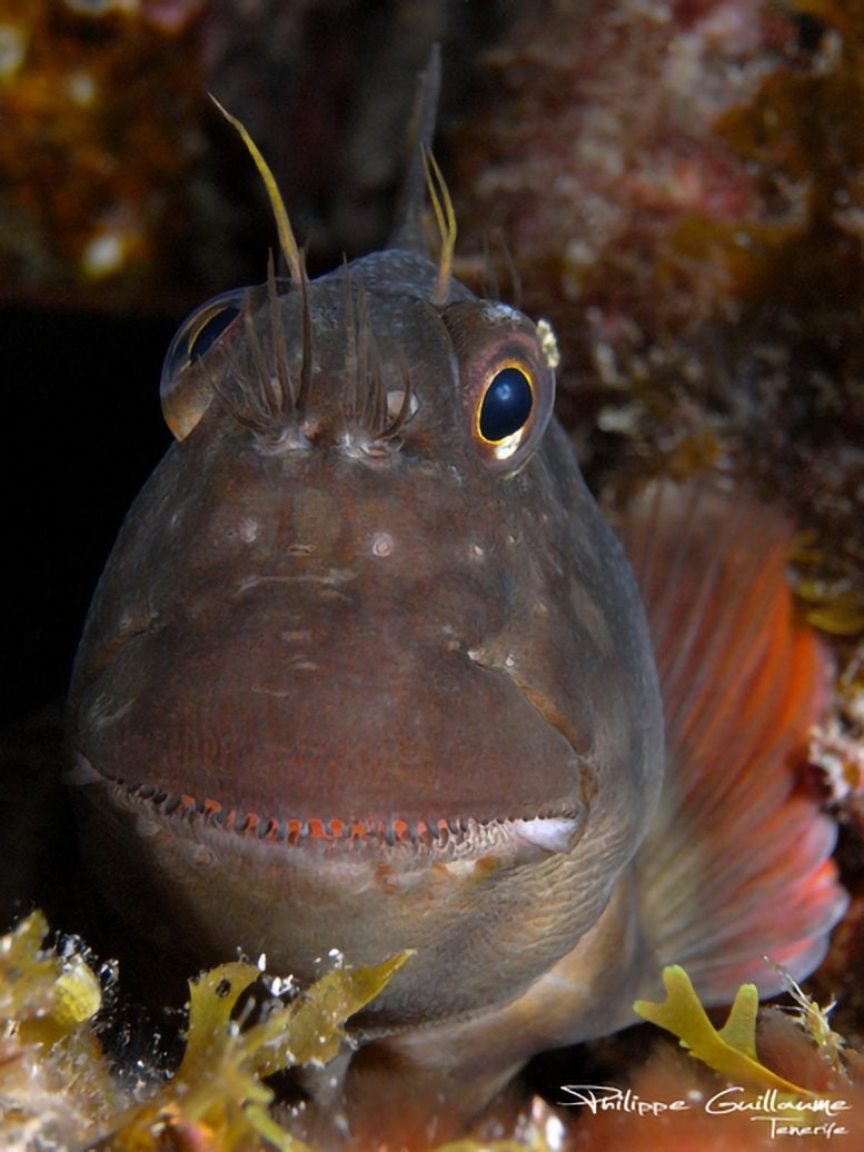 Red Lipped Blenny