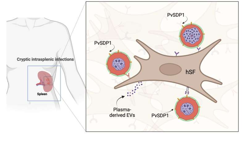 Scientists show the key role of spleen and extracellular vesicles in cryptic malaria infections