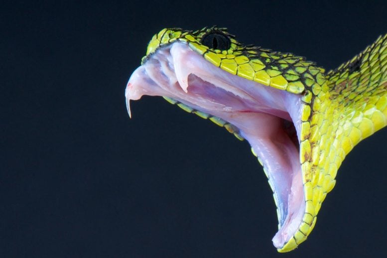 Fangs Biting Snake