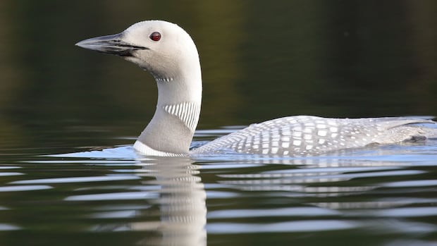 A white loan swims in a lake