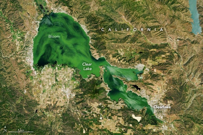 California’s Clear Lake Clouded by Algae 2024 Annotated