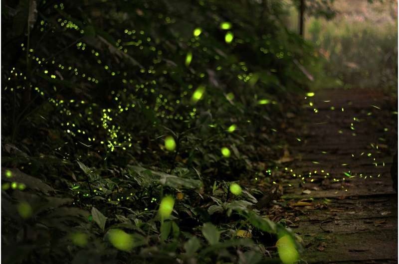 fireflies