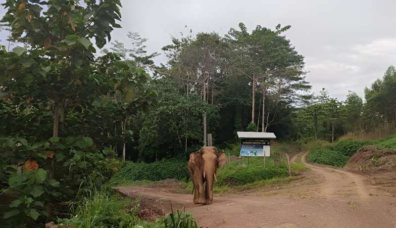 World's smallest living elephants listed as Endangered on Red List