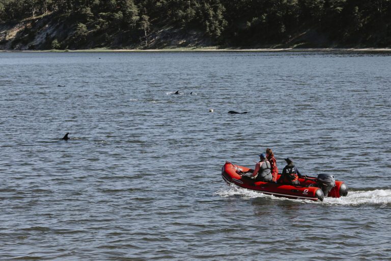 Animal rescuers try to keep dozens of dolphins away from Cape Cod shallows after mass stranding