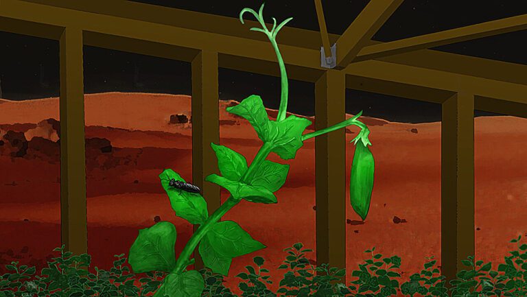 Aerospace engineering student uses black soldier flies to grow pea plants in simulated Martian soil