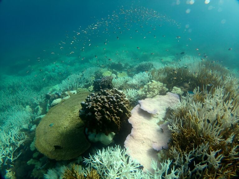 Devastating coral bleaching will be more common, start earlier and last longer unless we cut emissions