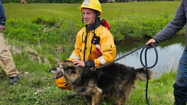 ‘He really, really stinks’: Wilson the dog rescued after 2 days in a Kempt Shore culvert