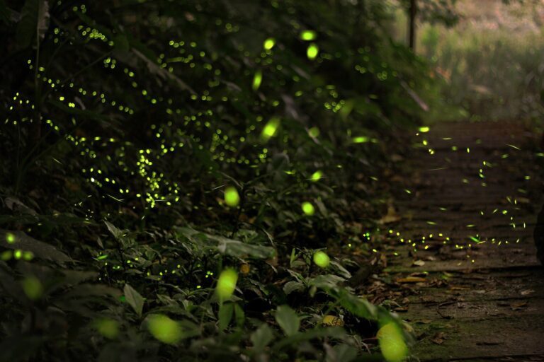 Want to help our precious nocturnal bugs during Matariki’s longer nights? Turn the lights down low