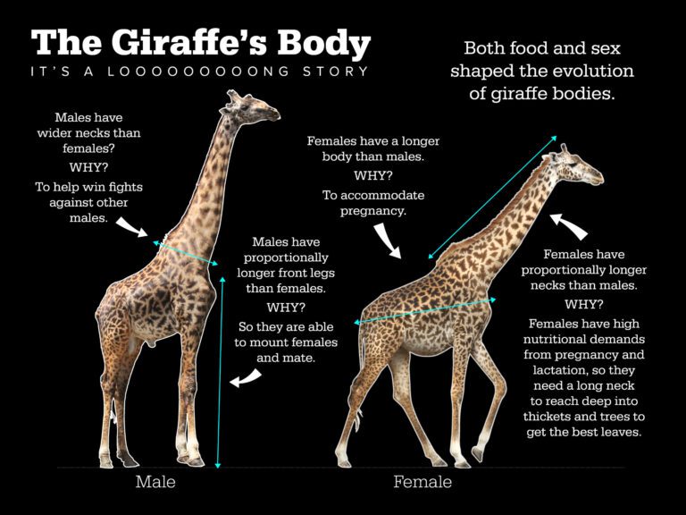 Food, not sex, drove the evolution of giraffes’ long neck, new study finds