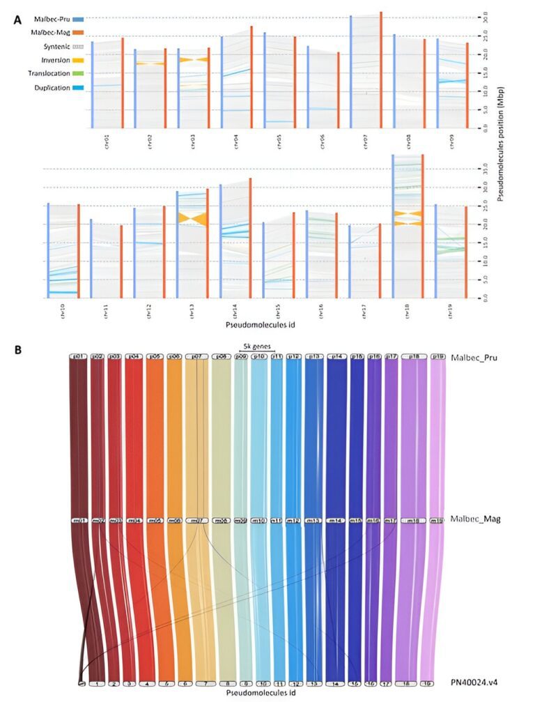 Decoding Malbec’s genetic diversity for clonal excellence