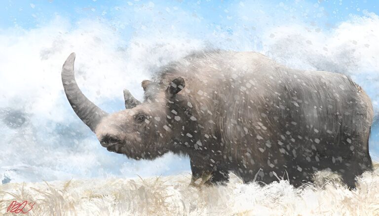 Human activity contributed to woolly rhinoceros’ extinction, suggest researchers