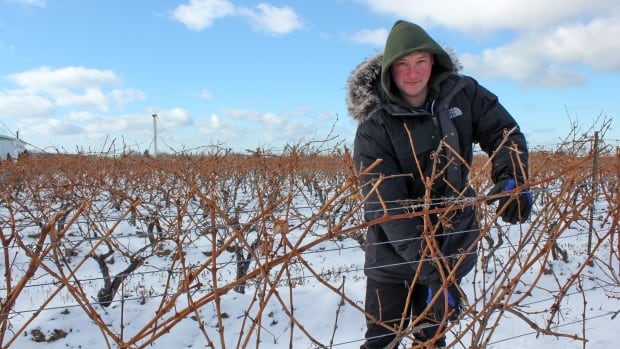 Agricultural antifreeze? Sask. researchers say spray could help wine grapes handle cold better