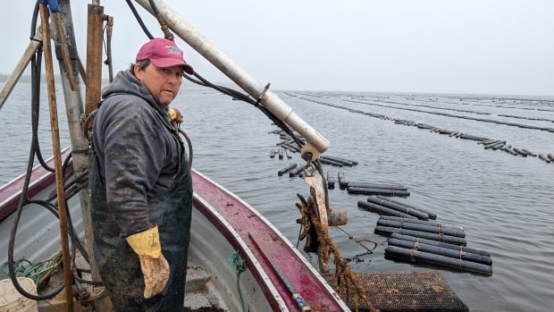 P.E.I. oyster growers frustrated, facing bankruptcy as Fiona claims drag on