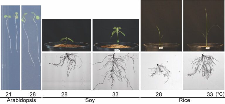 Scientists discover key nutrients that help plants beat the heat