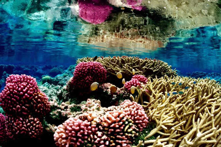 US rolls out first national ocean biodiversity strategy