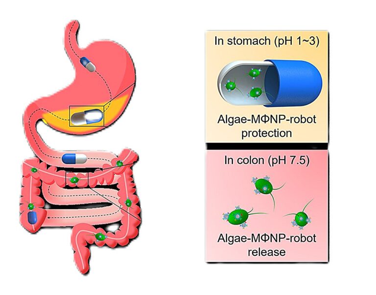 Microrobot-packed pill shows promise for treating inflammatory bowel disease in mice