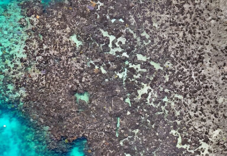 New drone imagery reveals 97% of coral dead at a Lizard Island reef after last summer’s mass bleaching