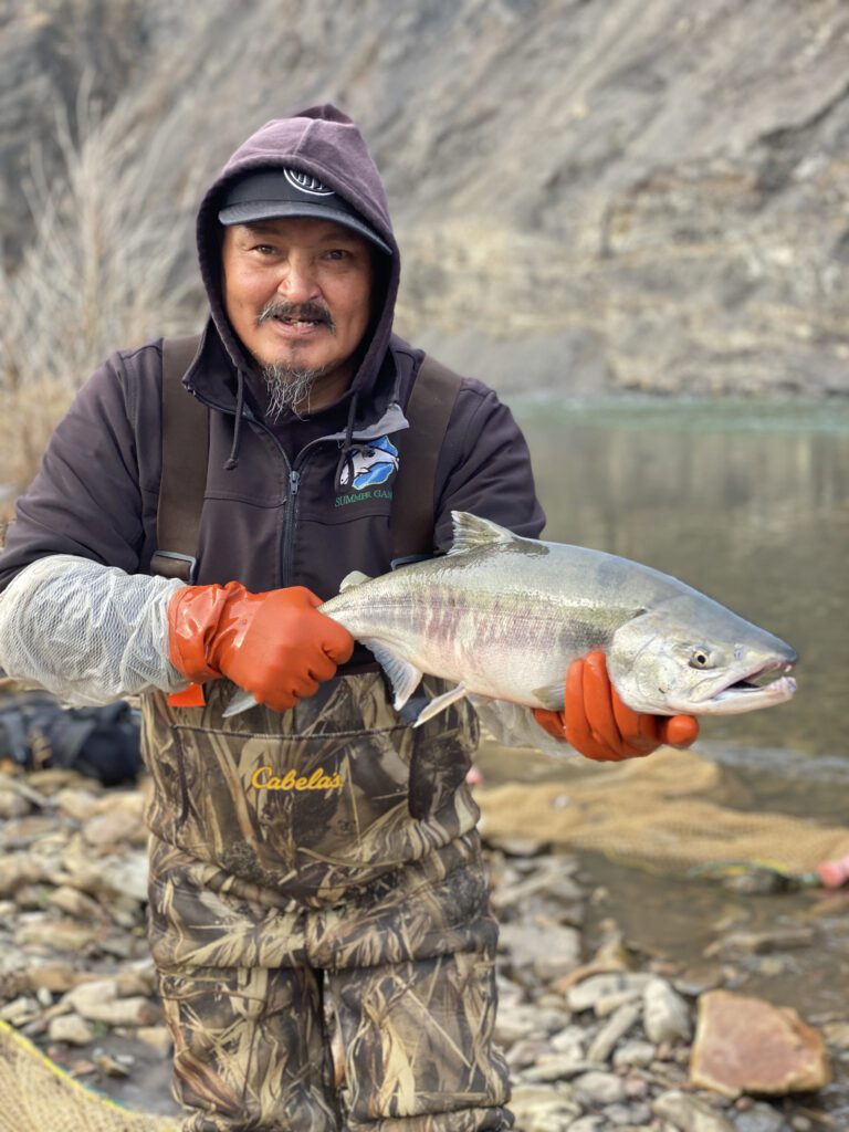 ‘Open gates’ in warming Arctic are expanding salmon range