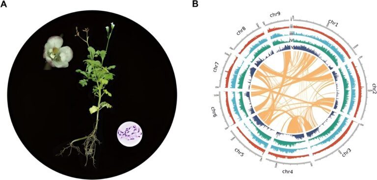 Plants’ genetic strategies for surviving high-altitude habitats