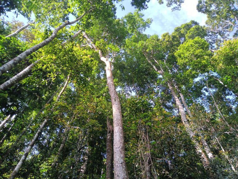 Phytochemical diversity and herbivory are higher in tropical forests, says study