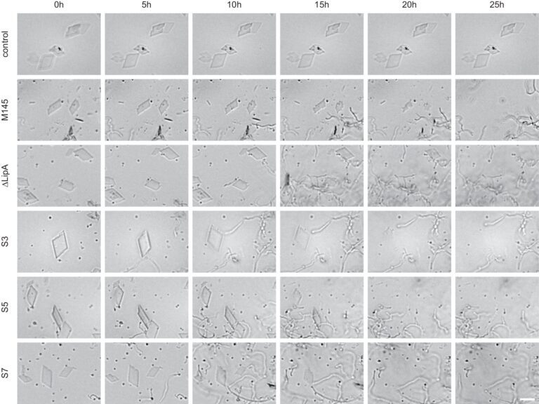 Researcher discovers 1 in 5 bacteria can break down plastic